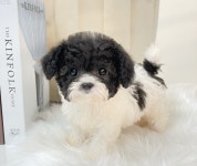 강아지분양 치와와 분양, 강아지분양포털 주세요닷컴 No1263852