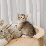 고양이분양 브리티쉬 숏헤어 분양, 고양이분양포털 주세요닷컴 No1264677