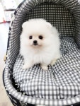 강아지분양 포메라니안 분양, 강아지분양포털 주세요닷컴 No1265863