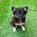 강아지분양 치와와 분양, 강아지분양포털 주세요닷컴 No1266084