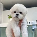 강아지분양 비숑프리제 분양, 강아지분양포털 주세요닷컴 No1268453