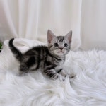 고양이분양 아메리칸 숏헤어 분양, 고양이분양포털 주세요닷컴 No1268715