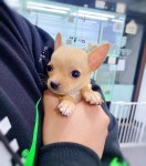 강아지분양 치와와 분양, 강아지분양포털 주세요닷컴 No1271890