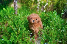 강아지분양 푸들 분양, 강아지분양포털 주세요닷컴 No1271720