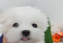 강아지분양 말티즈 분양, 강아지분양포털 주세요닷컴 No1273155