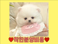 강아지분양 포메라니안 분양, 강아지분양포털 주세요닷컴 No1273900