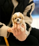 강아지분양 말티푸 분양, 강아지분양포털 주세요닷컴 No1277221