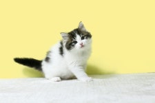 고양이분양 노르웨이 숲 분양, 고양이분양포털 주세요닷컴 No1277247