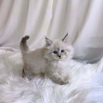 고양이분양 네바마스커레이드 분양, 고양이분양포털 주세요닷컴 No1279374
