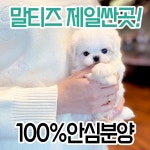 강아지분양 말티즈 분양, 강아지분양포털 주세요닷컴 No1280948