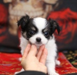 강아지분양 치와와 분양, 강아지분양포털 주세요닷컴 No1279748