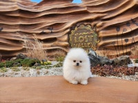 강아지분양 포메라니안 분양, 강아지분양포털 주세요닷컴 No1280770