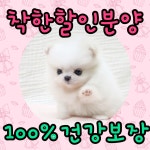 강아지분양 포메라니안 분양, 강아지분양포털 주세요닷컴 No1281544