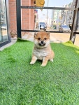 강아지분양 시바견 분양, 강아지분양포털 주세요닷컴 No1281904