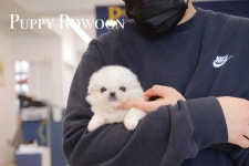 강아지분양 페키니즈 분양, 강아지분양포털 주세요닷컴 No1282933