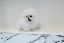 강아지분양 포메라니안 분양, 강아지분양포털 주세요닷컴 No1285127