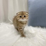 고양이분양 스코티쉬 폴드 분양, 고양이분양포털 주세요닷컴 No1285406