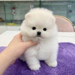 강아지분양 포메라니안 분양, 강아지분양포털 주세요닷컴 No1287375