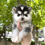 강아지분양 폼스키 분양, 강아지분양포털 주세요닷컴 No1287836