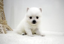 강아지분양 저패니즈스피츠 분양, 강아지분양포털 주세요닷컴 No1288391