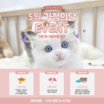고양이분양 브리티시,랙돌,먼치킨 분양, 고양이분양포털 주세요닷컴 No1288493