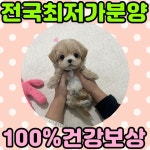 강아지분양 말티푸 분양, 강아지분양포털 주세요닷컴 No1290570