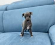 강아지분양 이탈리안 그레이하운드 분양, 강아지분양포털 주세요닷컴 No1290306