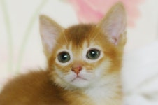 고양이분양 아비시니안 분양, 고양이분양포털 주세요닷컴 No1294846