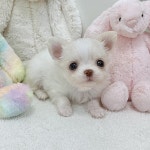 강아지분양 치와와 분양, 강아지분양포털 주세요닷컴 No1296082