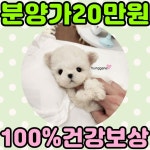 강아지분양 비숑프리제 분양, 강아지분양포털 주세요닷컴 No1297331