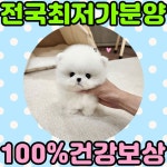 강아지분양 포메라니안 분양, 강아지분양포털 주세요닷컴 No1297815