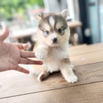 강아지분양 폼스키 분양, 강아지분양포털 주세요닷컴 No1297864