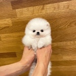 강아지분양 포메라니안 분양, 강아지분양포털 주세요닷컴 No1298185