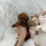 강아지분양 토이푸들 분양, 강아지분양포털 주세요닷컴 No1300839