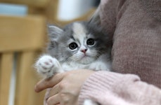 고양이분양 노르웨이 숲 분양, 고양이분양포털 주세요닷컴 No1301292