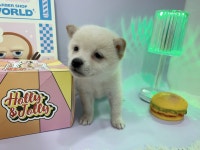 강아지분양 시바견 분양, 강아지분양포털 주세요닷컴 No1301419