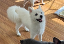 주세요 닷컴 [성견,성묘유료분양] 중성화 완료 ㅡ 폼스키 5키로 여아