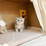 고양이분양 브리티쉬 숏헤어 분양, 고양이분양포털 주세요닷컴 No1305643