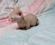 고양이분양 스핑크스 분양, 고양이분양포털 주세요닷컴 No1308212