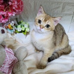 고양이분양 브리티쉬 숏헤어 분양, 고양이분양포털 주세요닷컴 No1309370