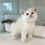 고양이분양 브리티쉬 숏헤어 분양, 고양이분양포털 주세요닷컴 No1311494