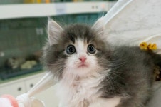 고양이분양 노르웨이 숲 분양, 고양이분양포털 주세요닷컴 No1314319