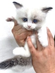 고양이분양 렉돌 분양, 고양이분양포털 주세요닷컴 No1314719