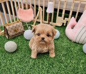 강아지분양 말티푸 분양, 강아지분양포털 주세요닷컴 No1316057