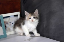 고양이분양 메인쿤 분양, 고양이분양포털 주세요닷컴 No1317558