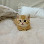 고양이분양 먼치킨 분양, 고양이분양포털 주세요닷컴 No1319386