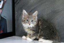 고양이분양 메인쿤 분양, 고양이분양포털 주세요닷컴 No1319590