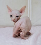 고양이분양 스핑크스 분양, 고양이분양포털 주세요닷컴 No1321336