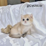 고양이분양 브리티쉬 숏헤어 분양, 고양이분양포털 주세요닷컴 No1321910