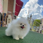 강아지분양 포메라니안 분양, 강아지분양포털 주세요닷컴 No1322687